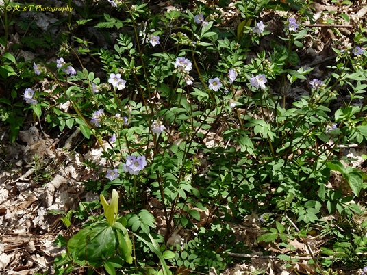 {Polemonium reptans}
